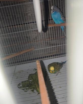Pappagalli cocorita