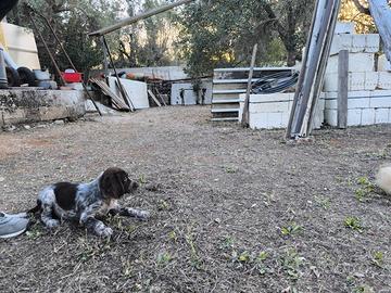 Cuccioli Setter Inglese