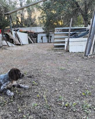 Cuccioli Setter Inglese
