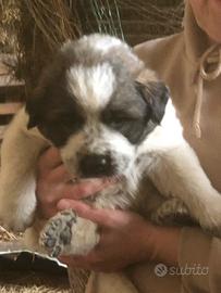 Cuccioli pastore del Caucaso per montagna dei