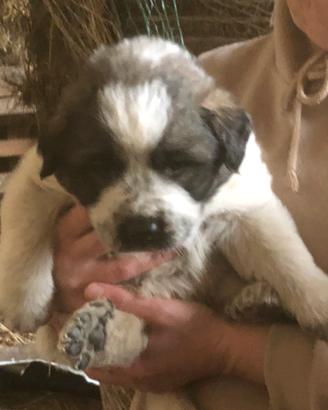 Cuccioli pastore del Caucaso per montagna dei