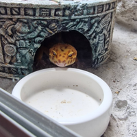 Terrario custom + Geco Leopardino