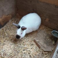 Coniglietto California