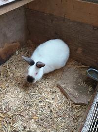 Coniglietto California