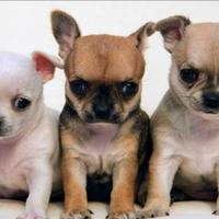 Cuccioli di chihuahua mini toy