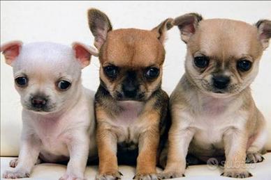 Cuccioli di chihuahua mini toy