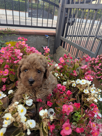 Henry barboncino toy con pedigree