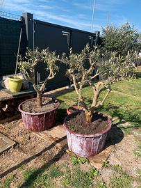 Ulivi pre- bonsai da giardino