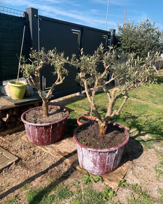 Ulivi pre- bonsai da giardino