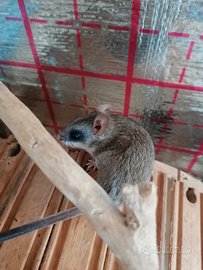 Ratti delle acacie africane(Thallomus paedulcus)