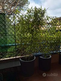 bambu