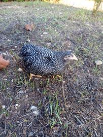 Galline Amrocks