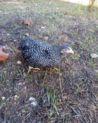 Galline Amrocks