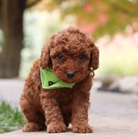 Cuccioli di barboncini
