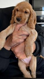Cucciolo cocker spaniel