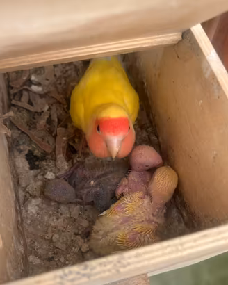 Inseparabili da allevare a mano