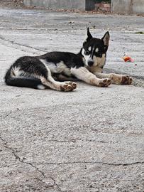 Cucciolo di Siberian Husky
