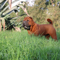 Shar pei cucciola 6 mesi