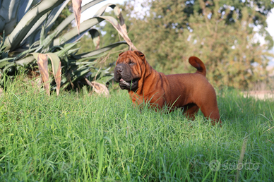 Shar pei cucciola 6 mesi