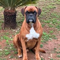 Boxer per monta