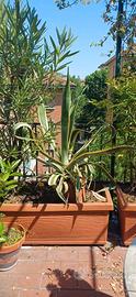 Agave americana "variegata" (altezza 85 cm)