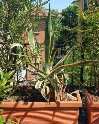 Agave americana "variegata" (altezza 85 cm)