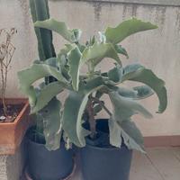 Kalanchoe Beharensis 