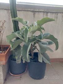 Kalanchoe Beharensis 