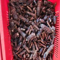 bulbi di carciofi spinoso sardo 