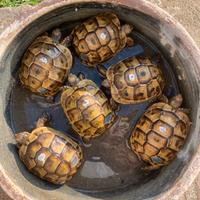 Testudo graeca terrestris