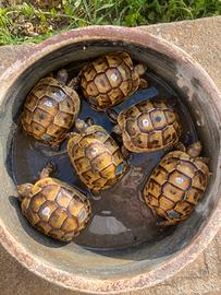 Testudo graeca terrestris