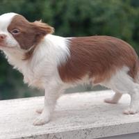 Chihuahua maschio pelo lungo