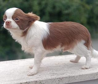 Chihuahua maschio pelo lungo