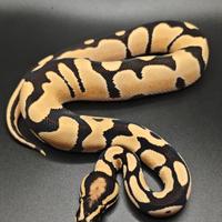 Pitoni reali morph 2025