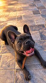 Bulldog francese