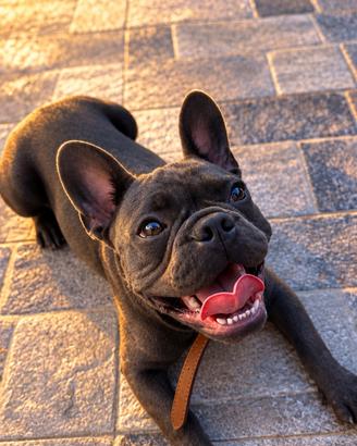 Bulldog francese