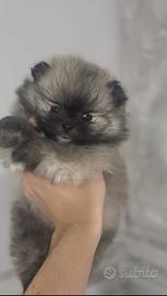 Spitz Pomerania tea COUPE