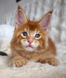 Maine coon