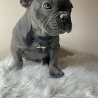 Bulldog francese femmina esotica