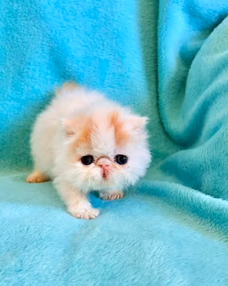 Animali