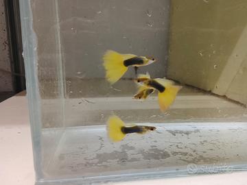 Guppy Half Black Yellow