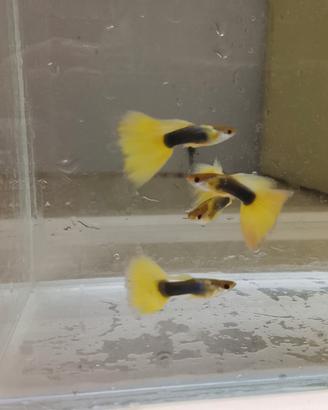 Guppy Half Black Yellow
