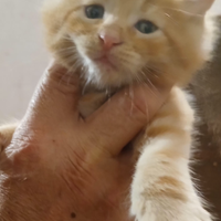 Maine coon maschi e femmine