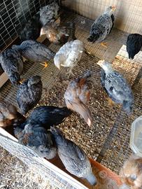 Pulcinotti di Araucana, MARANS , Oliver ecc