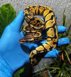 Ball python, pitone reale, rettili, serpenti