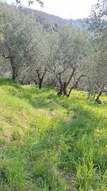 Uliveto sulle colline del comune di Lucca