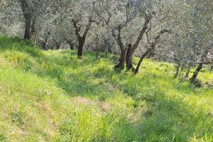 Uliveto sulle colline del comune di Lucca