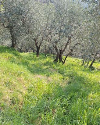 Uliveto sulle colline del comune di Lucca