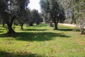In contrada eredità piccolo uliveto con lamia