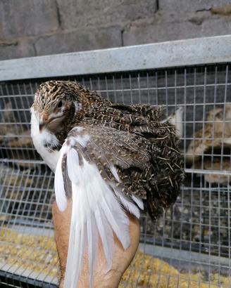 Quaglia tipologia jumbo